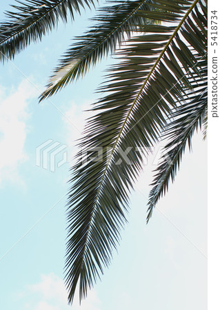 Cycadic leaves 5418734