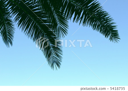 Cycadic leaves 5418735