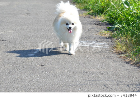 博美犬小費 博美犬小費 5418944