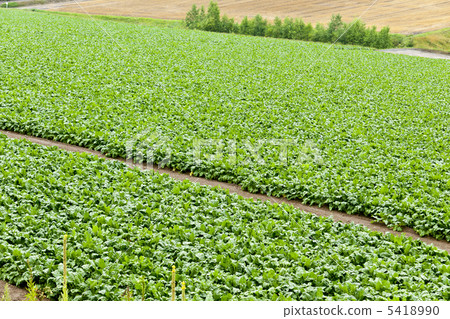 糖用甜菜領域 5418990