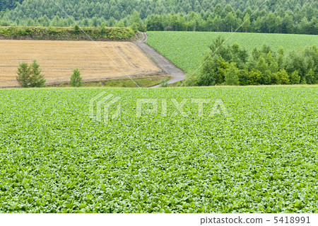 糖用甜菜領域和小山 5418991