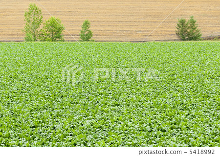 全景路山 5418992