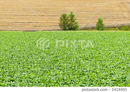 全景路山 5418993