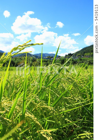 稻田 稻田 5419113