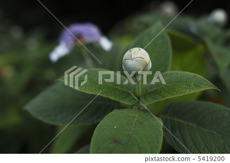 Hydrangea indica 5419200