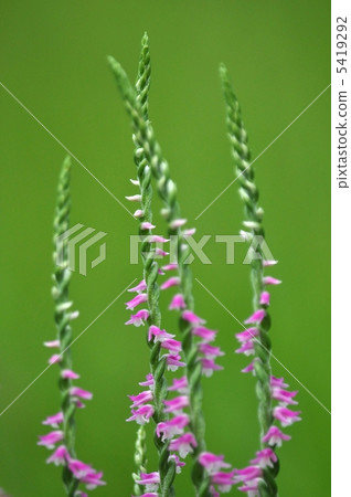 螺紋母螺紋花 5419292