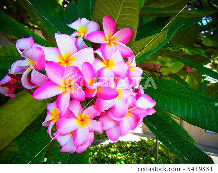 Plumeria Plumeria 5419331