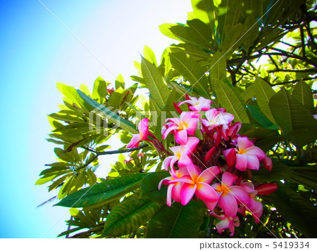 藍天和雞蛋花 藍天和雞蛋花 5419334