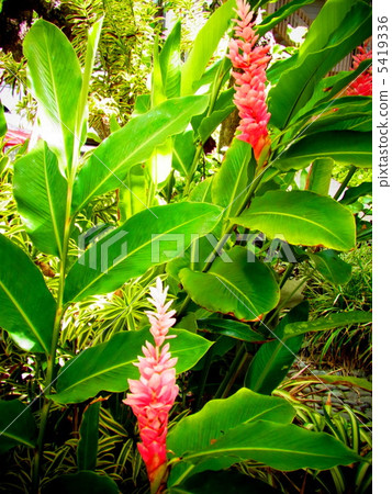 薑花 薑花 5419336