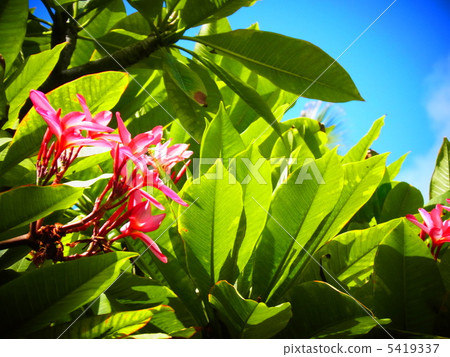 緋紅色羽毛和藍天 5419337