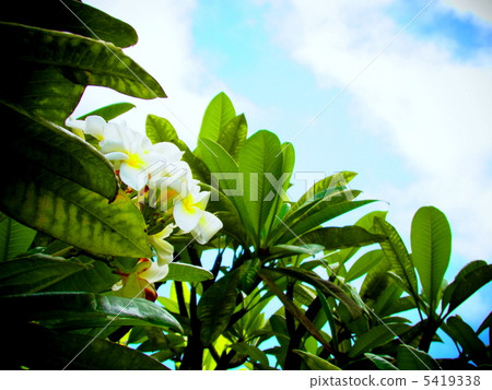 白色的雞蛋花和藍藍的天空 白色的雞蛋花和藍藍的天空 5419338