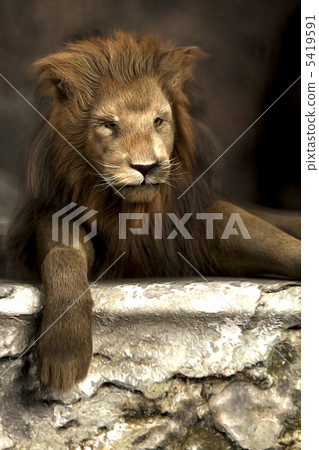 獅子2 5419591