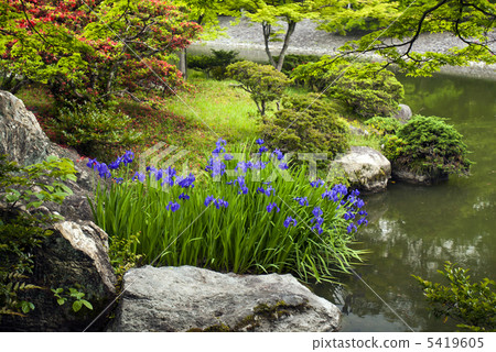 Senko皇宮的虹膜，南池塘 5419605