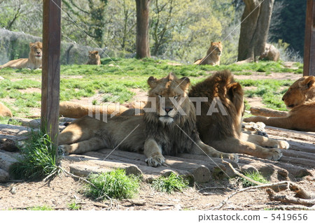 lion 5419656