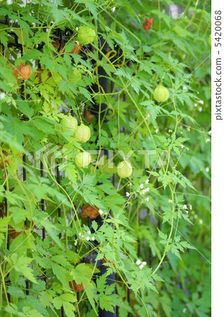 Fuuzen Kazura（綠色窗簾） 5420068