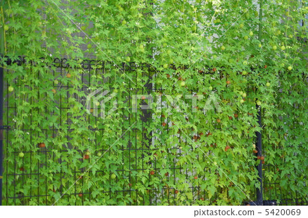 Fuuzen Kazura (green curtain) 5420069