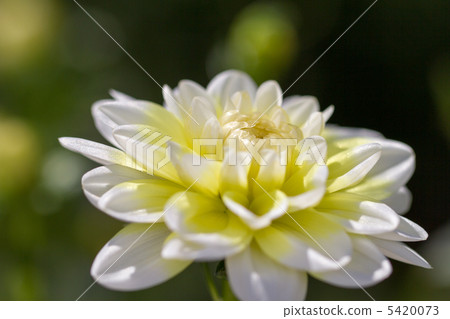 Dahlia 5420073