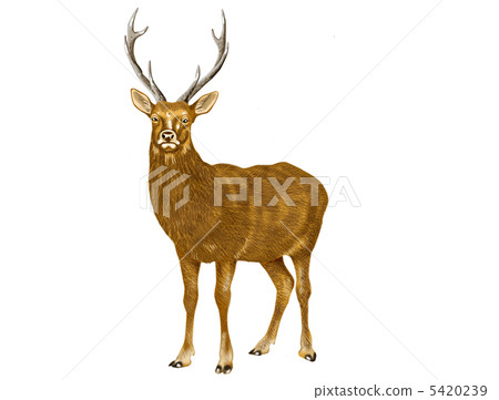 Sika deer 5420239