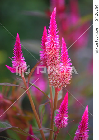 Catechu: chicken head (dark pink) 5420284