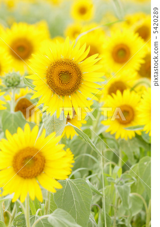 向日葵花 向日葵花 5420289
