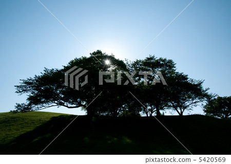 Cherry blossoms with backlight 5420569