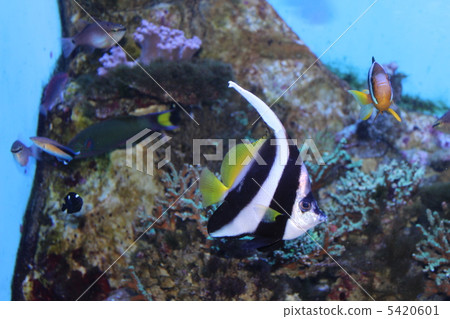 Fish Fish 5420601
