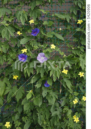 生態窗簾 5420906