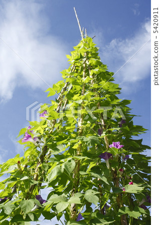 Morning glory Morning glory 5420911