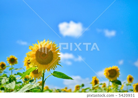 向日葵 5420931