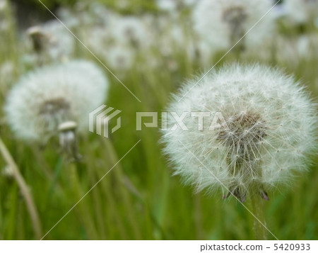 起毛 起毛 5420933