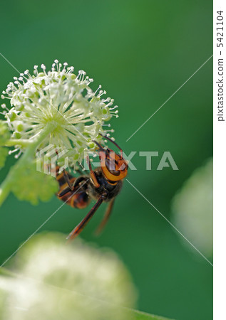 Wasps and Udo Flowers Wasps and Udo Flowers 5421104