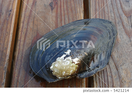 河真珠蓋伊 河真珠蓋伊 5421214