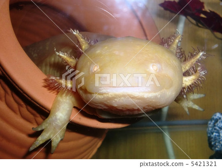 Wooperluoper Golden 5421321