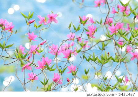 杜鵑花杜鵑花 杜鵑花杜鵑花 5421487