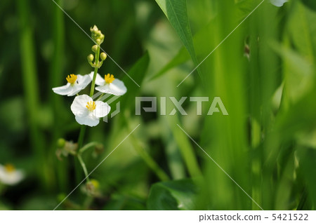 夏天的花~Omodaka~ 5421522