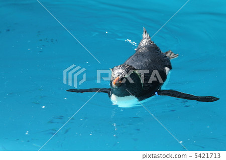 Iwatobi penguins 5421713