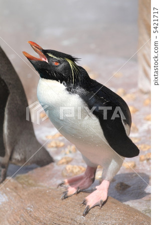 Iwatobi penguins Iwatobi penguins 5421717