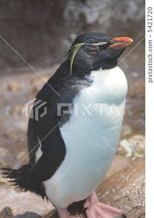 Iwatobi penguins 5421720