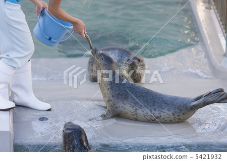Goma seals 5421932