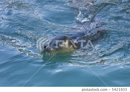 戈馬海豹 5421933