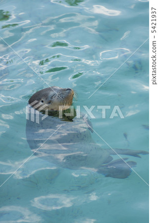 戈馬海豹 5421937