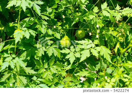 綠色的窗簾 5422274