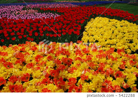 Tulip field Tulip field 5422288
