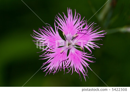 Kawaranadeshiko Kawaranadeshiko 5422308