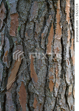 Pine bark 5422314