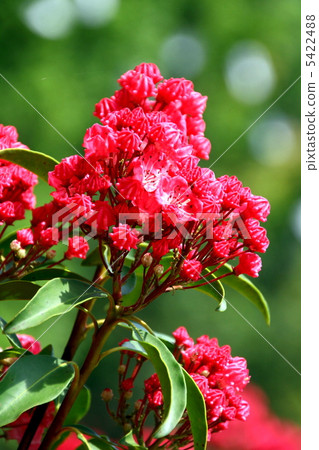 Flowers of Kalmire 5422488