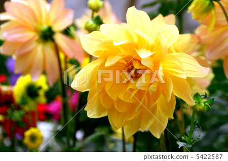 Dahlia flower 5422587