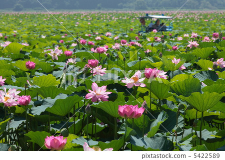 Lotus of Izunuma Lotus of Izunuma 5422589