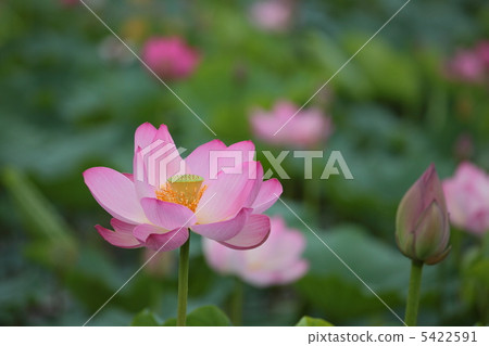 Lotus of Izunuma Lotus of Izunuma 5422591