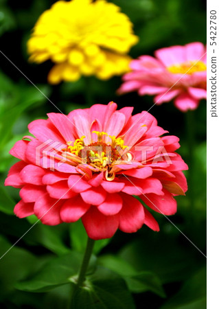 百日草花 5422780